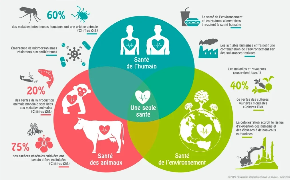 schéma représentant le concept One Health : l'interconnexion entre l'humain, l'animal et l'environnement